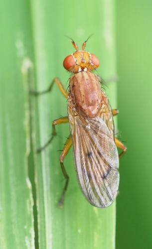 Tetanocera ferruginea